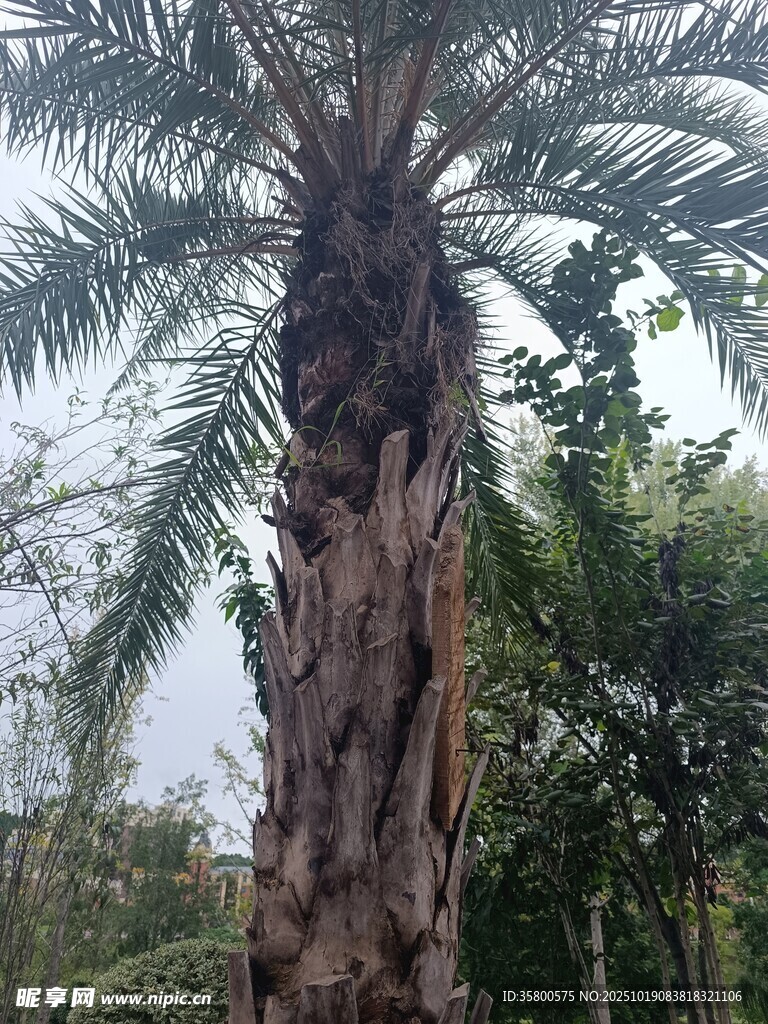 高大棕榈树 