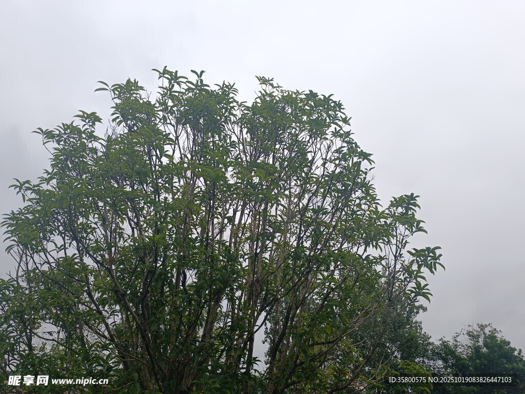 高大葱郁的绿树