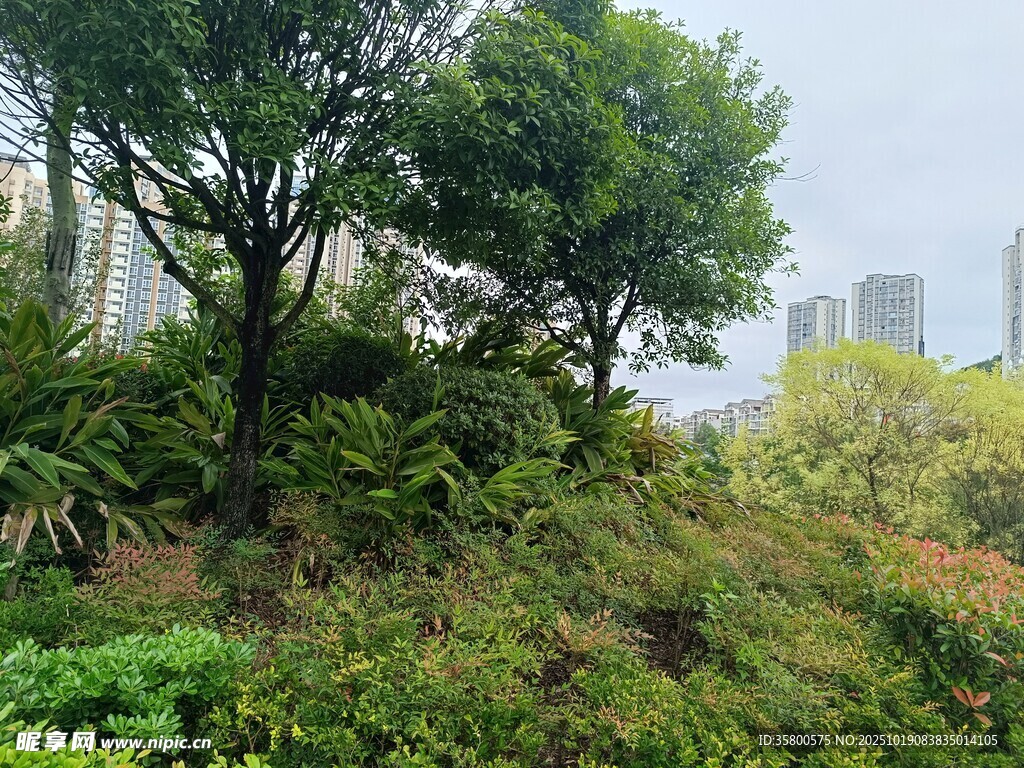 城市中的绿意盎然景观