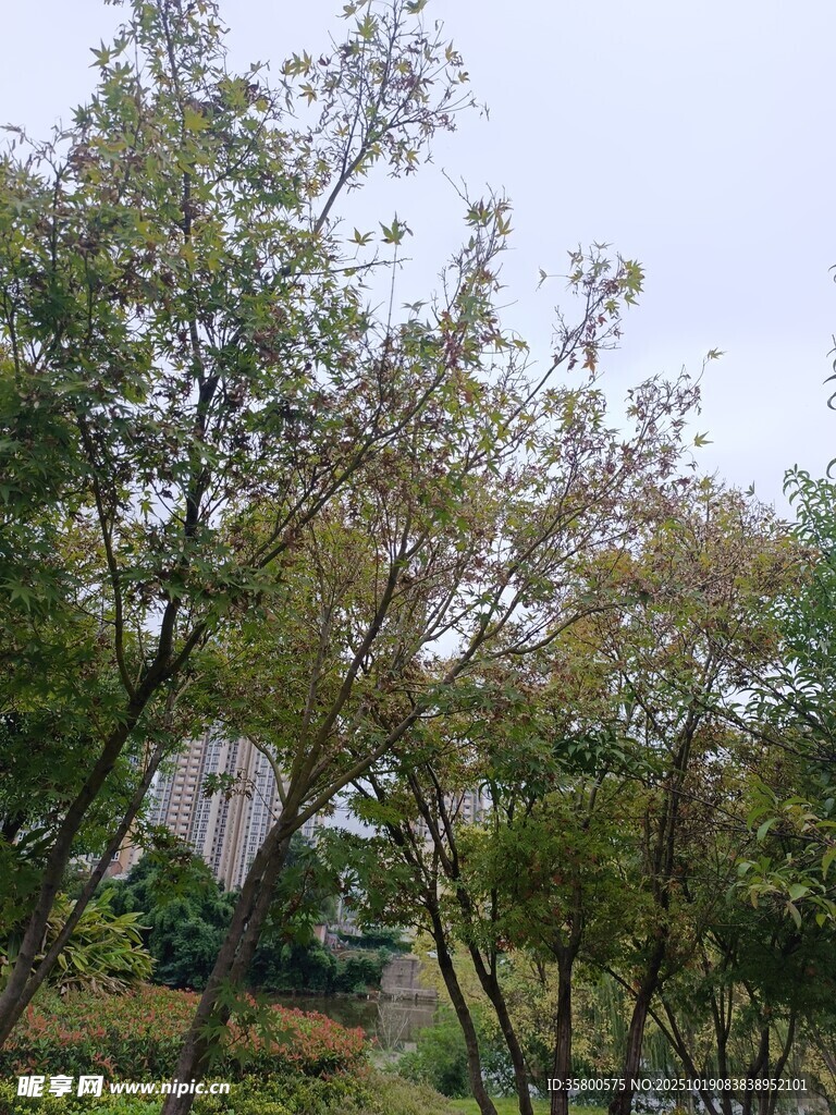 户外繁茂树林景观