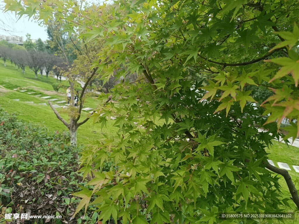 绿意盎然的户外树木景观