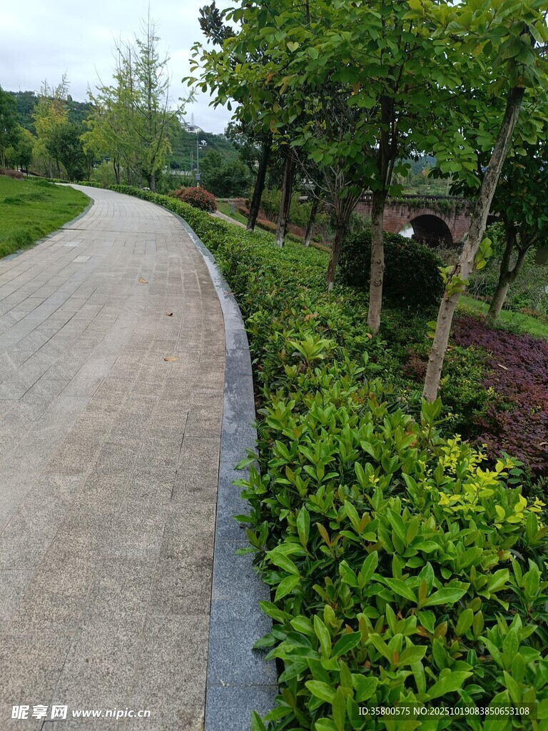 蜿蜒小径旁的绿植景观