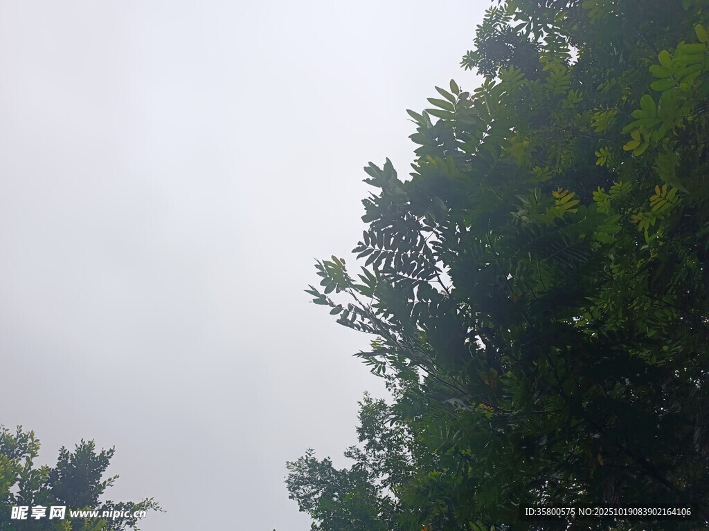 雾中树木景象