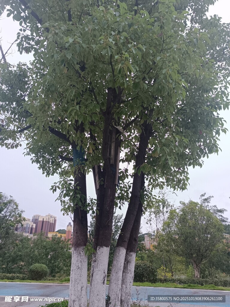 路边葱郁大树