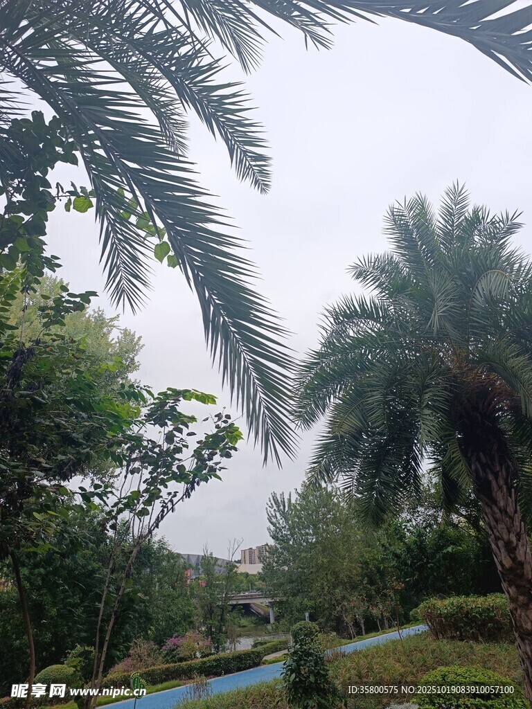 热带风光中的棕榈树景观