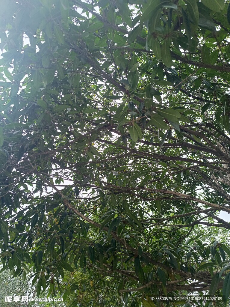 繁茂绿树 