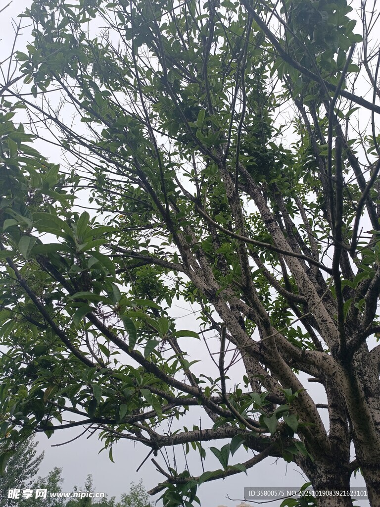 繁茂大树 
