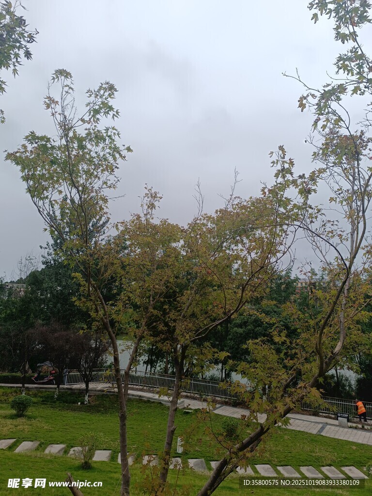 阴天公园绿植景观