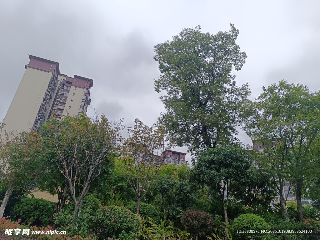 城市中的绿植与高楼景观