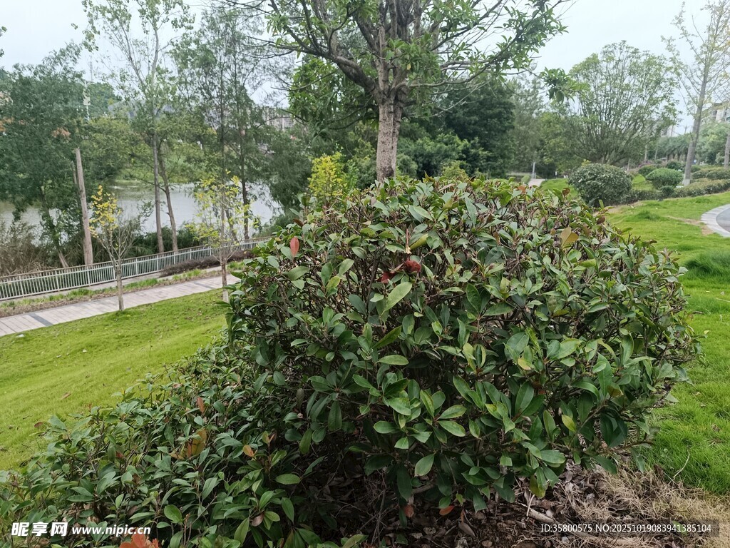 园林绿植景观一角