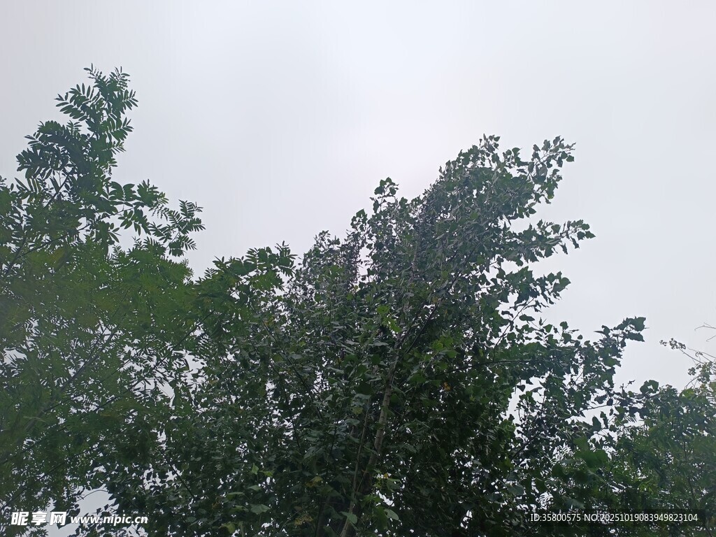 雨中葱郁树木