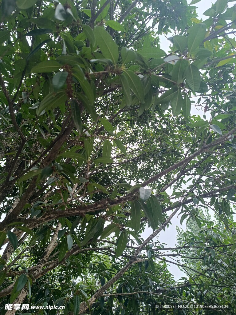 繁茂枝叶下的绿意景象