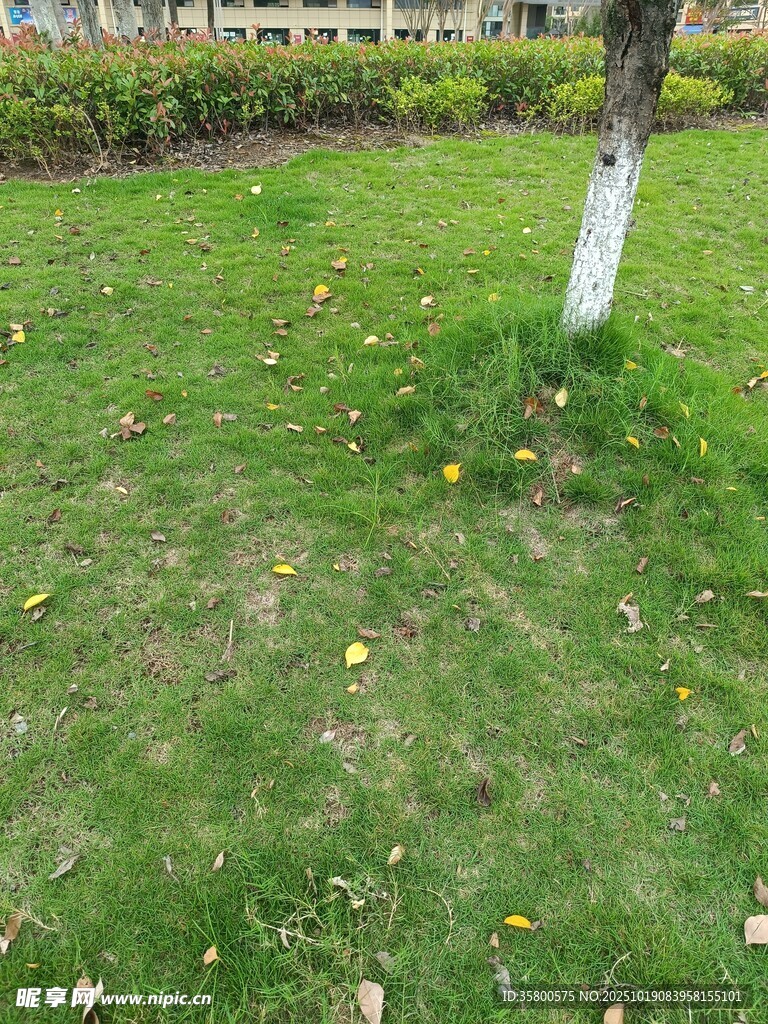 草地中的树木与散落黄叶