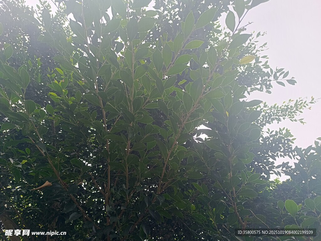 林间闪耀的透明泡泡