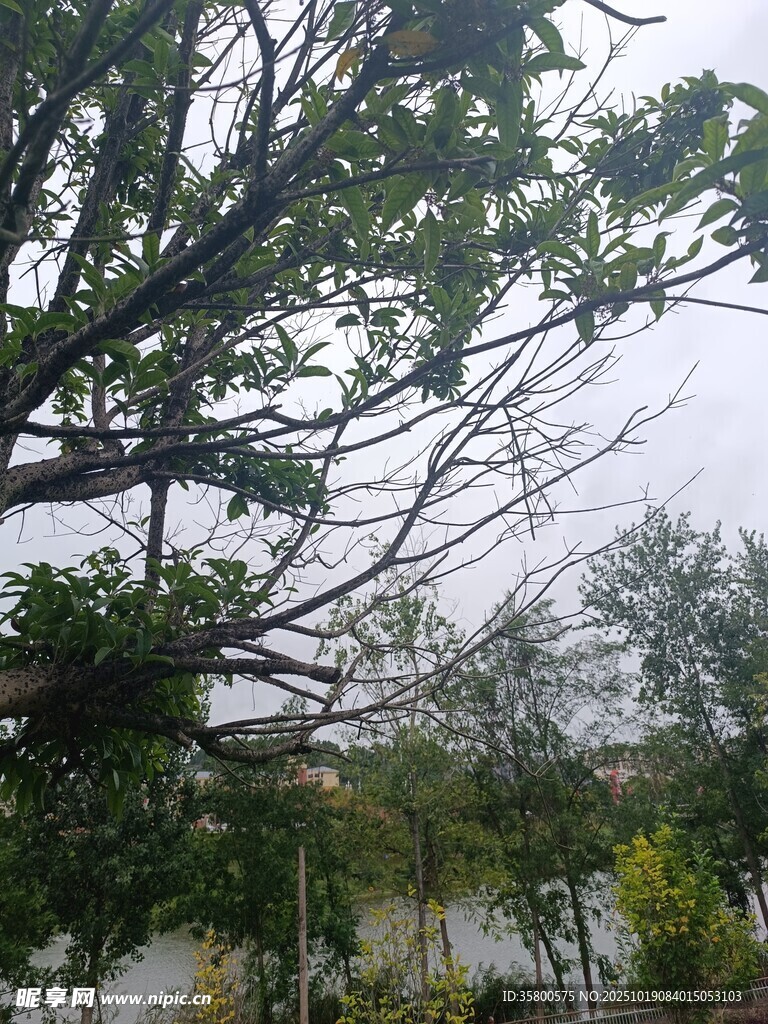 树枝繁茂的户外景致