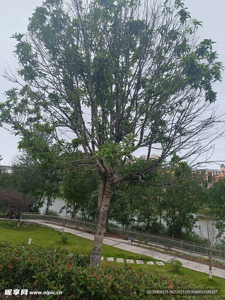 湖畔绿树与小径景致