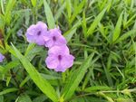 紫色小花绽放于绿草间
