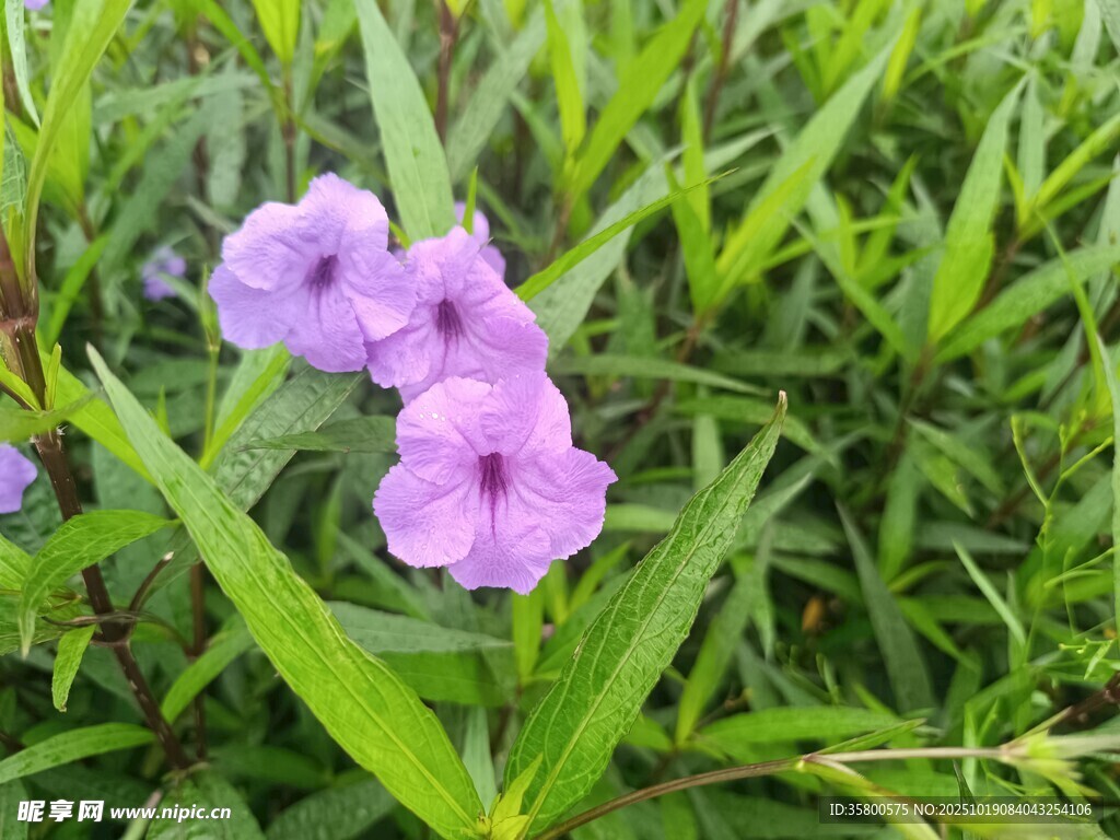 紫色小花绽放于绿草间