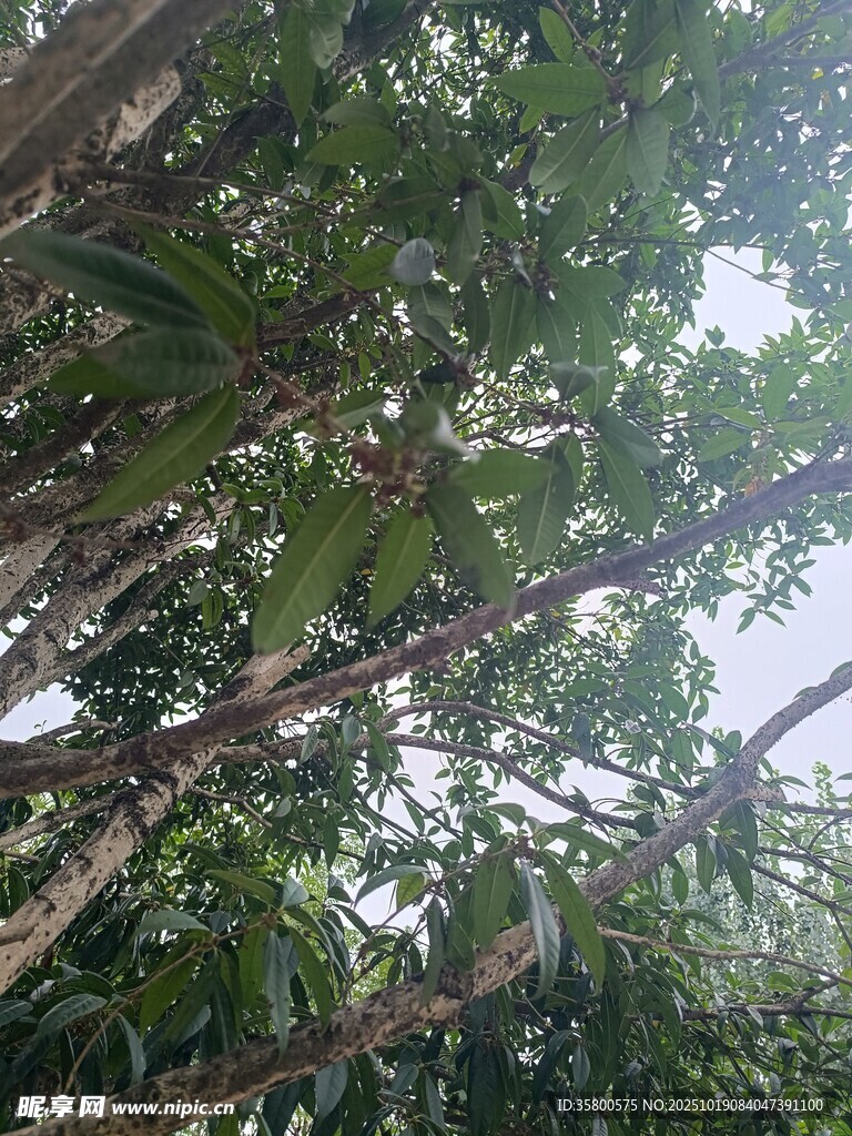 仰视茂密树林枝叶景观