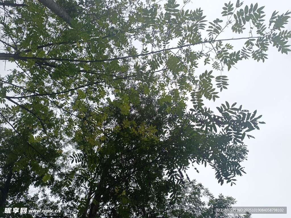 仰视繁茂绿树树冠