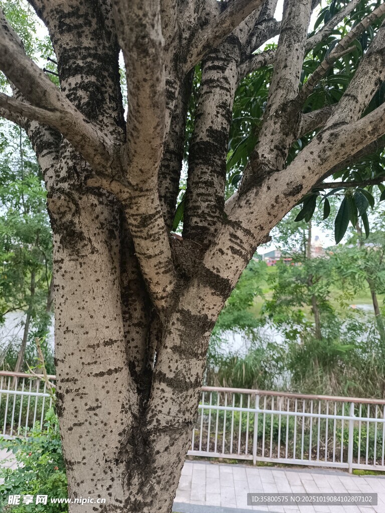 粗壮树干特写