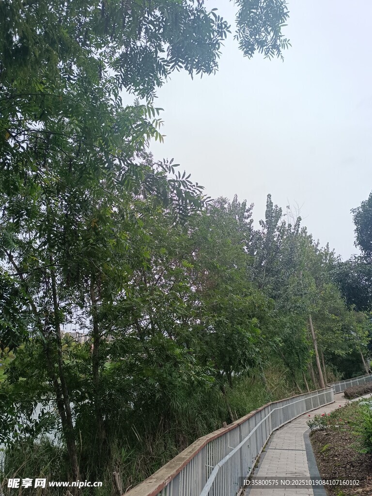 蜿蜒林间路