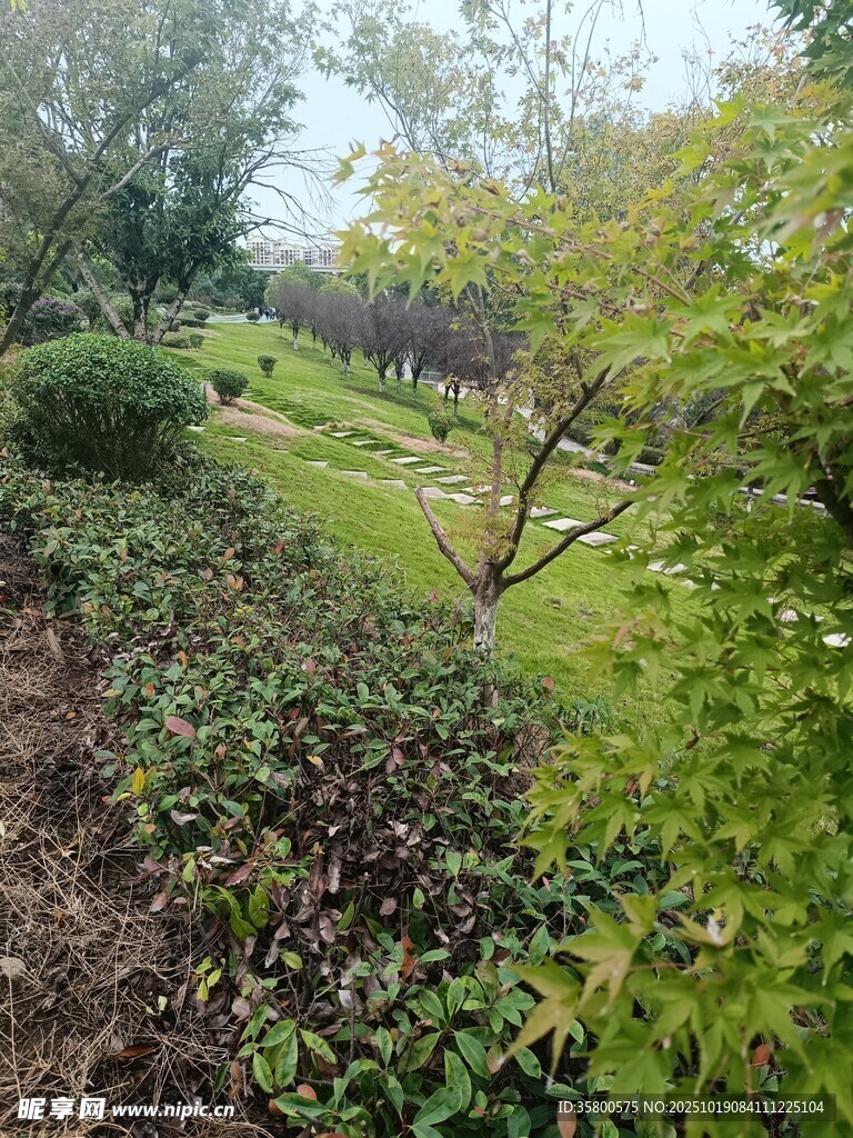 绿意盎然的园林景观