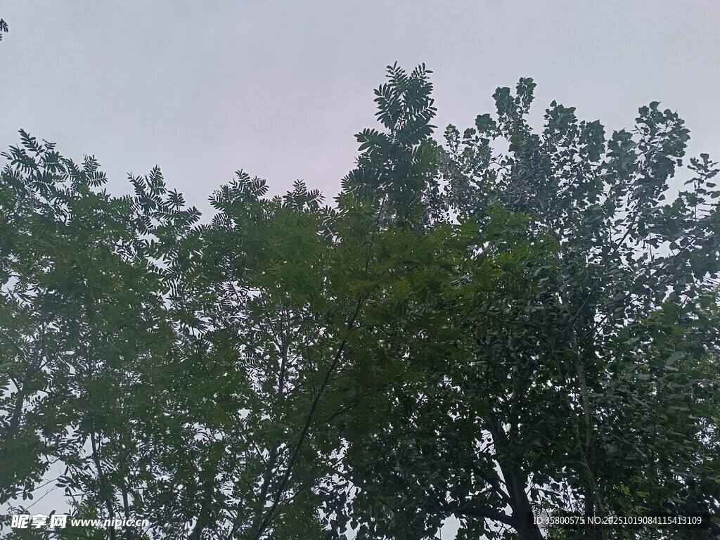 树梢上的绿意