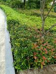 路边多彩绿植景观