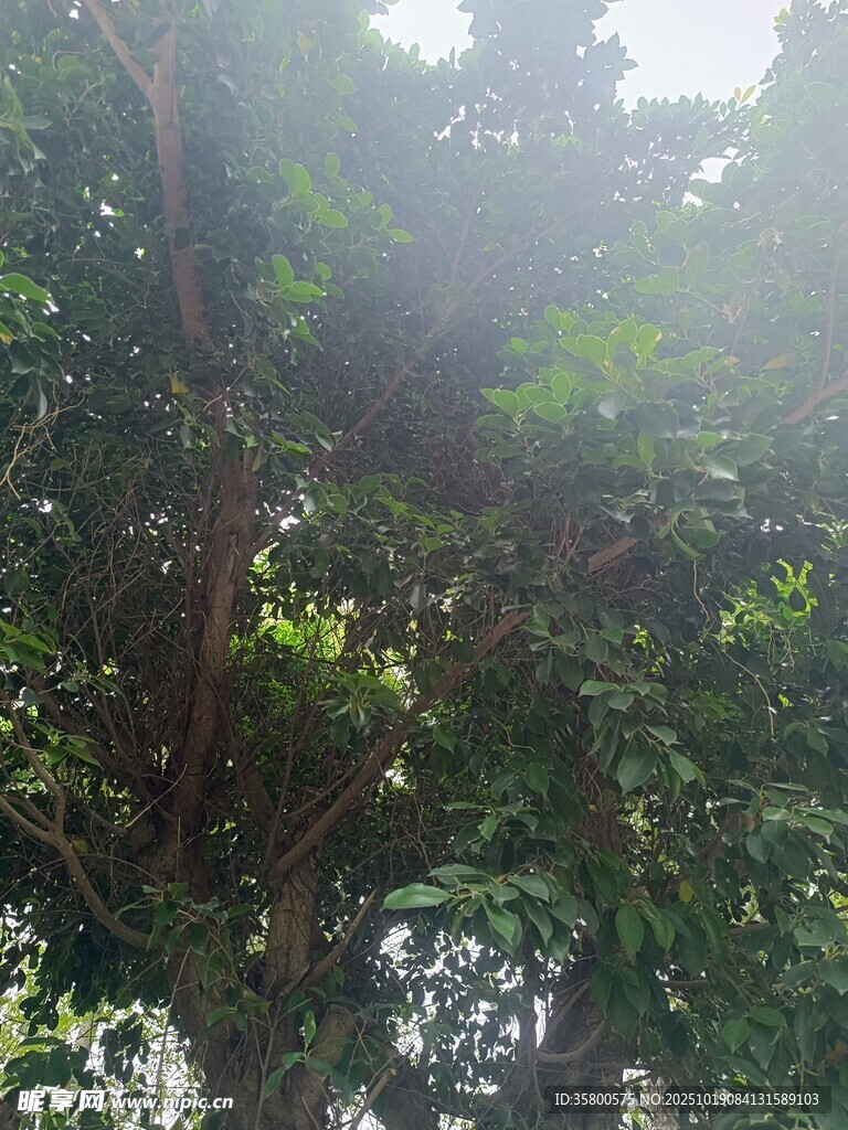 阳光穿透茂密树林景象
