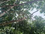 繁茂树冠下的绿意景象