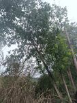 茂密树林中的自然景致