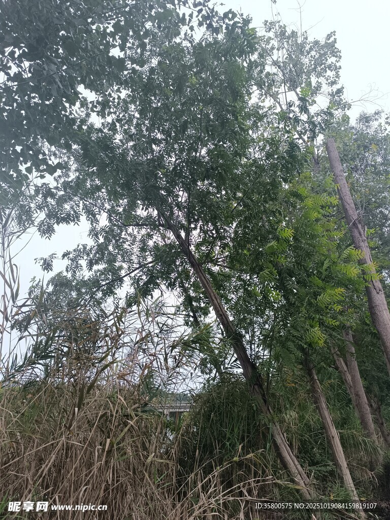 茂密树林中的自然景致