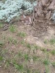 树下草丛中的隐秘景象