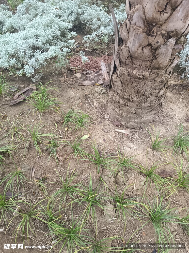 树下草丛中的隐秘景象