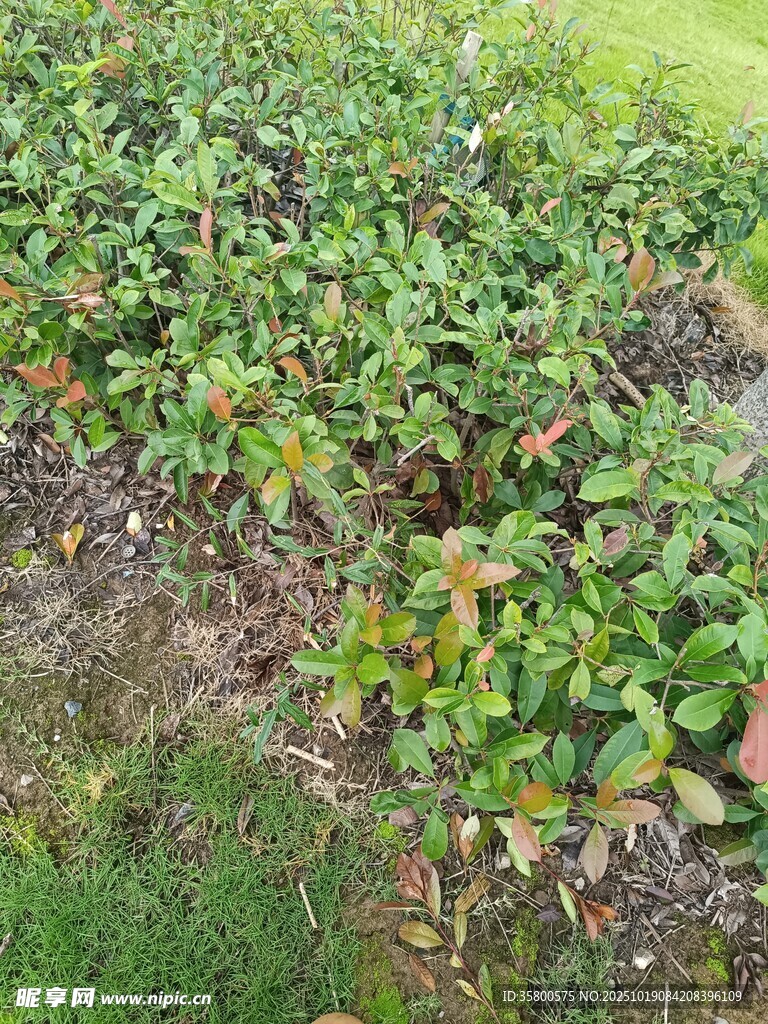 地面绿植景观
