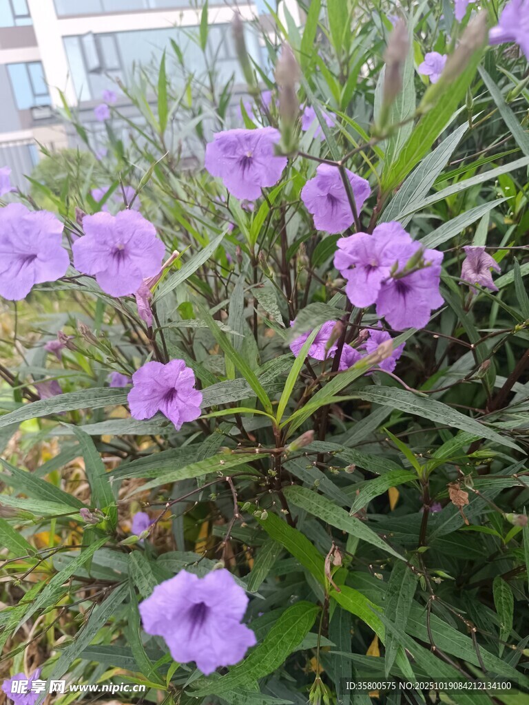 紫色小花绽放绿叶间