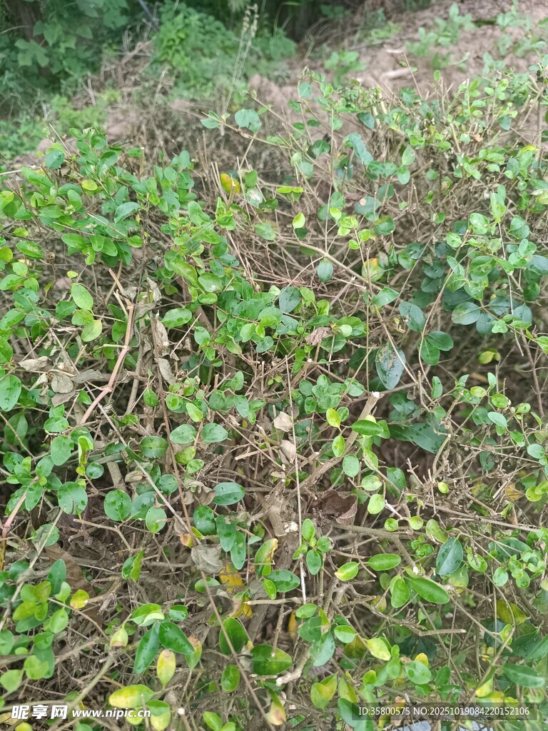 地面绿植景象