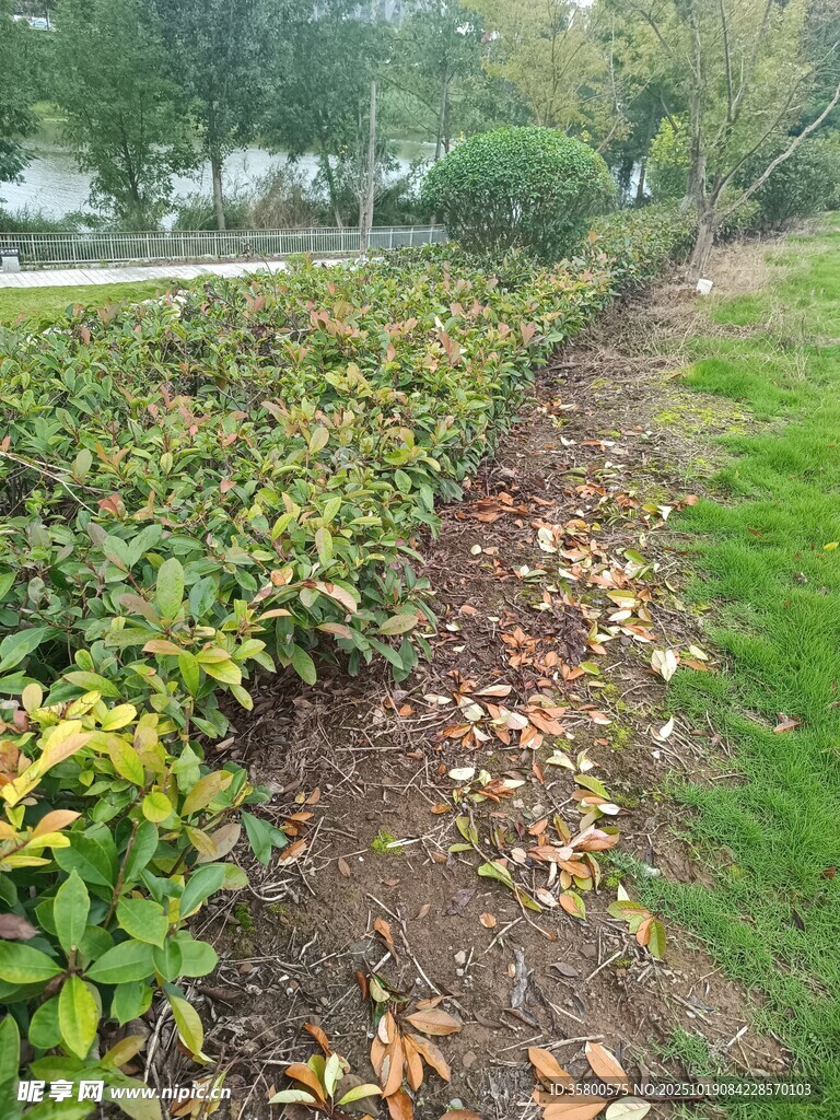 路边绿植旁的落叶小径