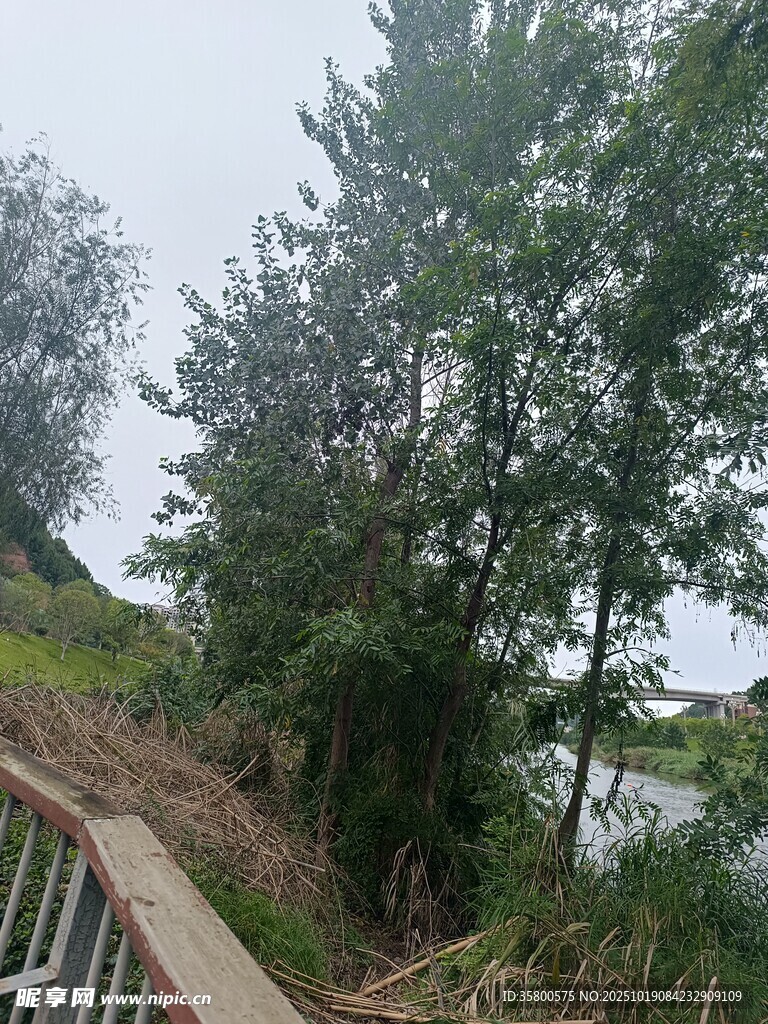林间木栈道旁的葱郁树木