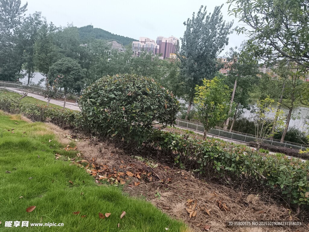 城市街边绿植景观