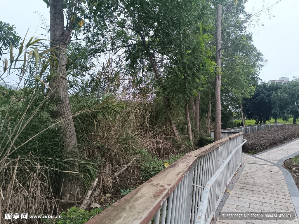 林间步道 
