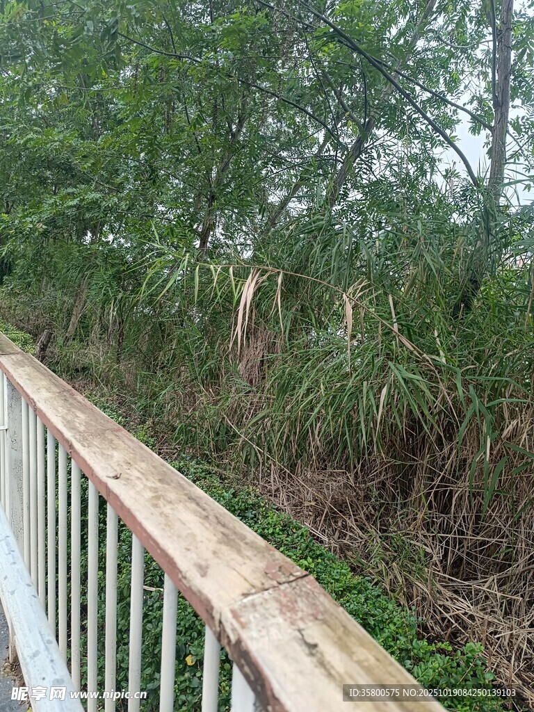 木质栈道旁的绿植景观