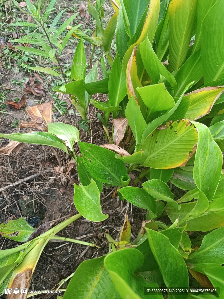 翠绿植物特写
