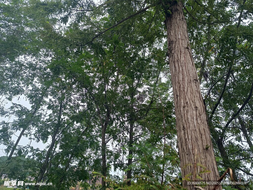 高耸入云的森林巨树
