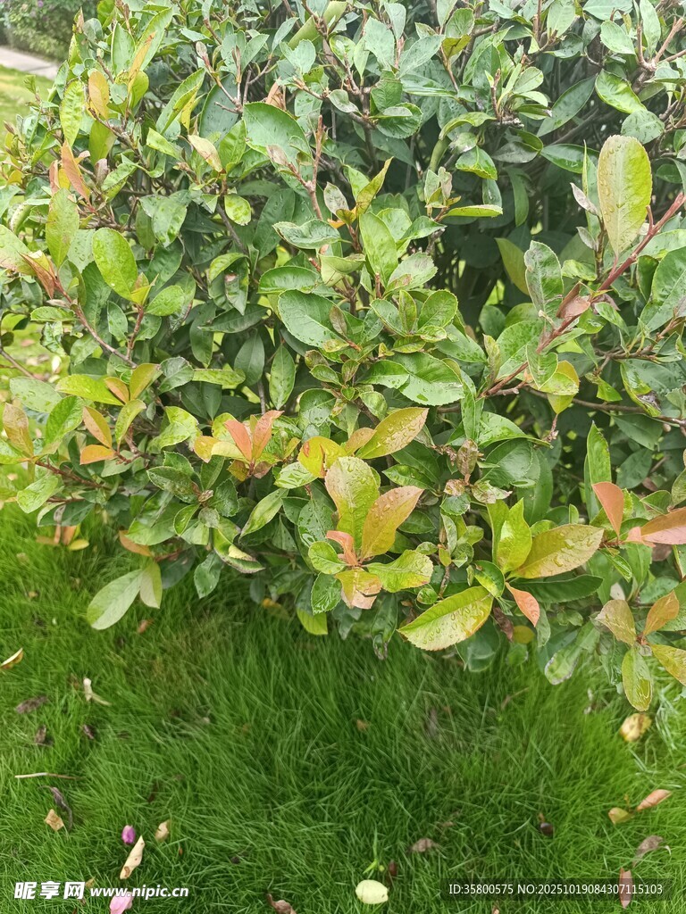绿叶红边的繁茂植物