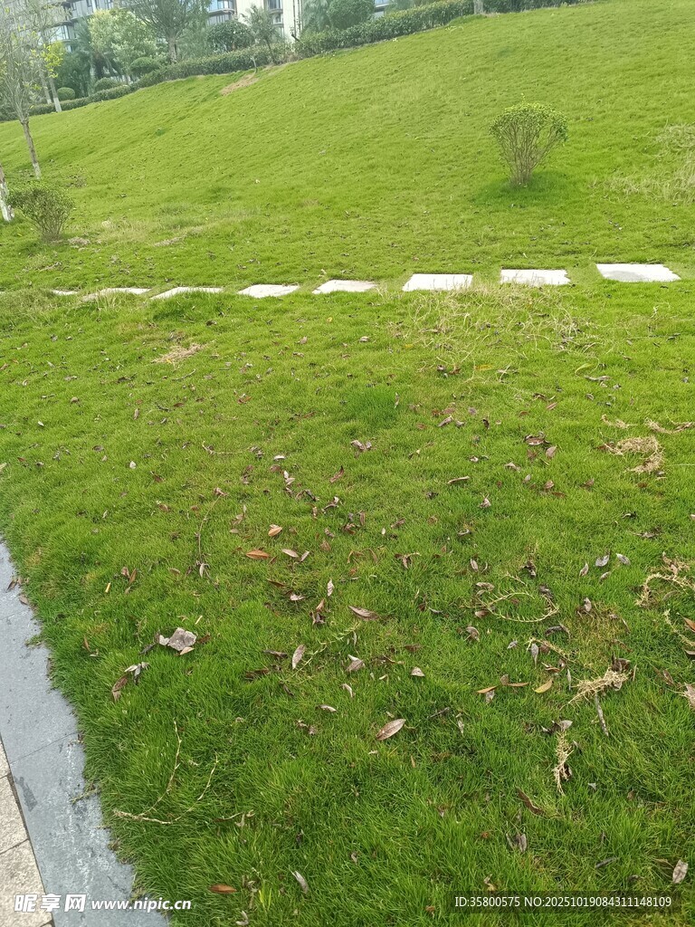 绿意盎然的草地小径