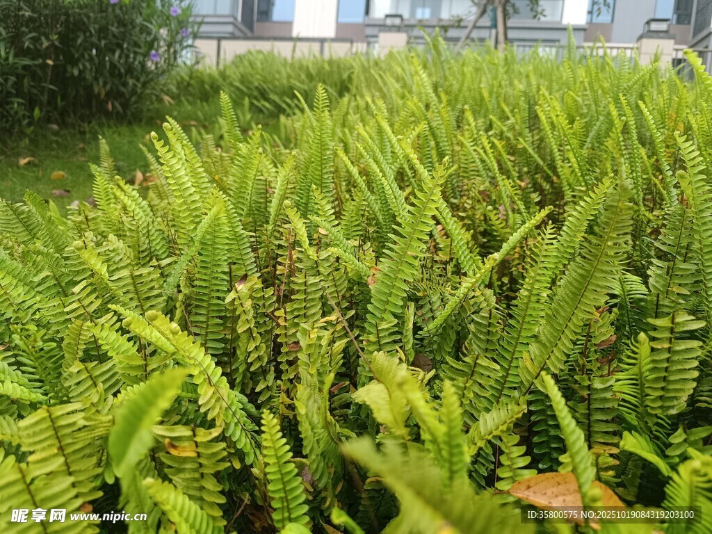翠绿蕨类植物生机勃勃