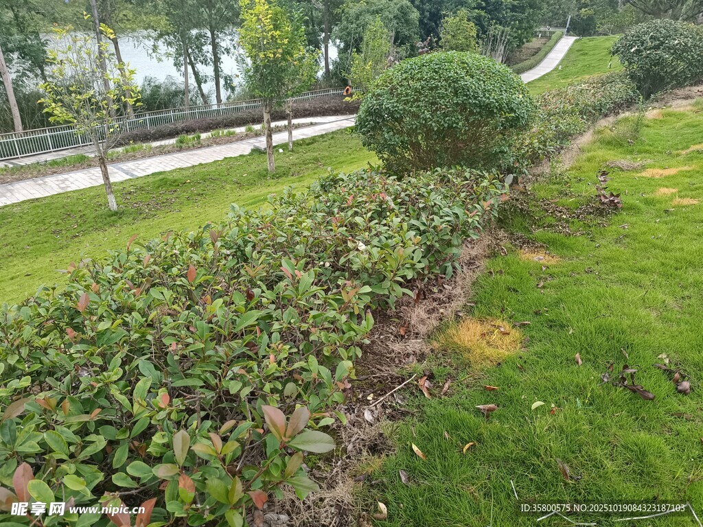城市绿化带景观