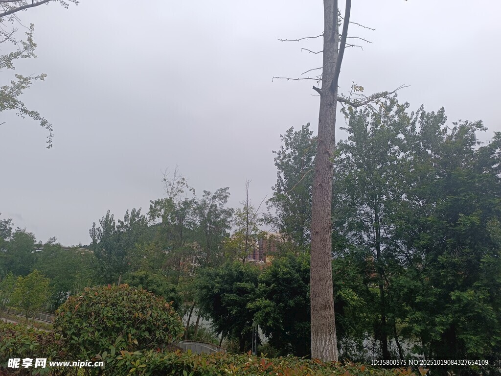 雨中挺立的树木与绿植